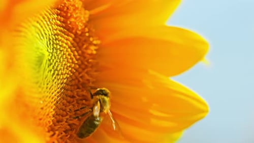Bee Pollinating Yellow Sunflower in Bright Daylight