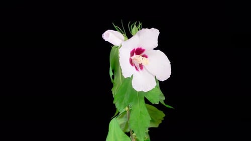 Time-lapse of Rose of Sharon Flower Blooming