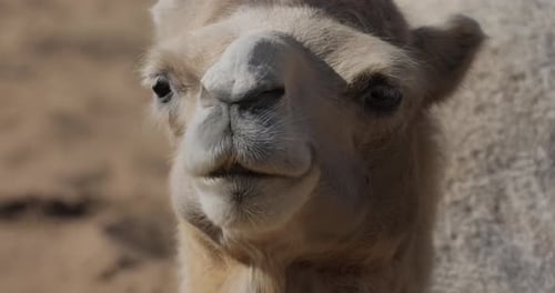 Nahaufnahme eines Kamels. Kamel ist ein Huftier mit geraden Zehen aus der Gattung Camelus, das charakteristische