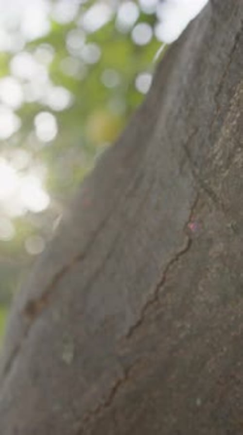 Tree Trunk Close Up in Green Forest
