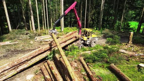 Logging machine and timber equipment. Forwarder during clearing forest after trees cutting.