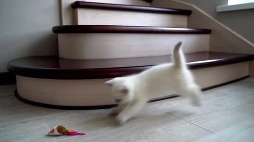 Adorable White Kitten Plays with Toy Mouse
