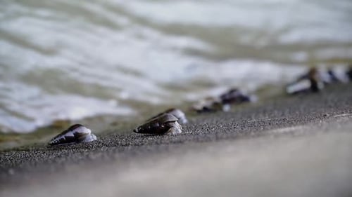 Slow motion video of river snails clinging and moving to the river wall - Subulina octona, Sumpil