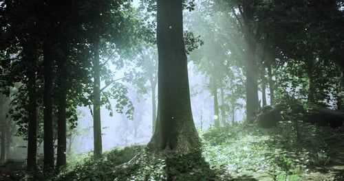 Sunlight Filtering Through Trees in a Serene Forest Setting During Daytime