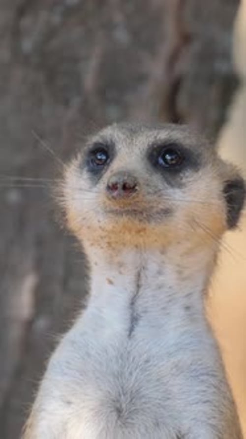 Vertikales Video zur Beobachtung von fleischfressenden Erdmännchen zwischen Baumstamm und Zweigen im Lebensraum von Wildtieren
