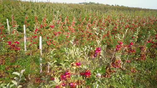 Red apple plantation fields in Straszyn Village near Gdansk in autumn