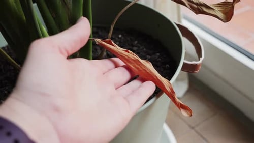 Woman Examining Plant with Dried Leaves Houseplant Vegetation Trying to Recover Dried Plant