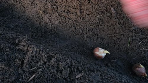 Close Up View of Daffodil and Tulips Bulbs and Hand A Hand Plants a Row of Daffodil and Tulips Bulbs