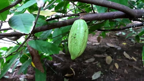 Close up of green cocoa on a branch waiting to get yellow to be ready for consumption. Chocolate, Ca