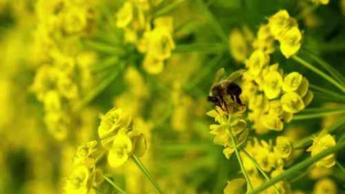 Bee Pollinating Yellow Flowers in Lush Greenery