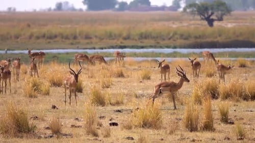 Impalas Grazing Around Chobe River Bank