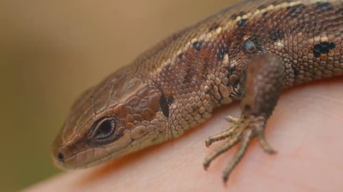 Meadow Lizard in dry grass. The lizard is looking at the camera. Beautiful lizard eyes. Viviparous l