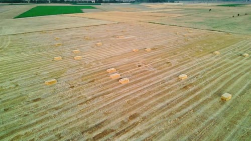 Wheat Field with Hay Bales and Surrounding Farmlands - Aerial View