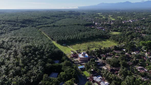Aerial drone view of palm oil tree plantation in sumatra indonesia ...
