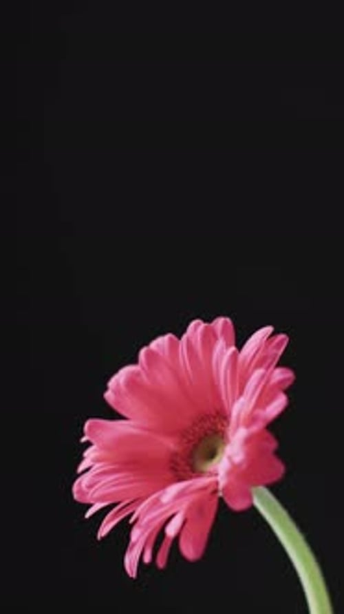 Flower in Portrait Orientation on Black Background