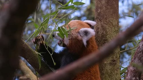 Sehr süßer roter Panda, der isst