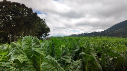 Gros plan d'une plantation de bette à carde avec mouvement d'inclinaison vers le bas