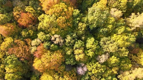 Aerial View of Lush Forest with Colorful Canopies in Autumn Woods on Sunny Day Landscape of Autumnal