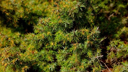Arbuste de genévrier commun avec des feuilles en forme d'aiguilles au soleil. Gros plan
