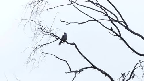 Bird alone in a tree