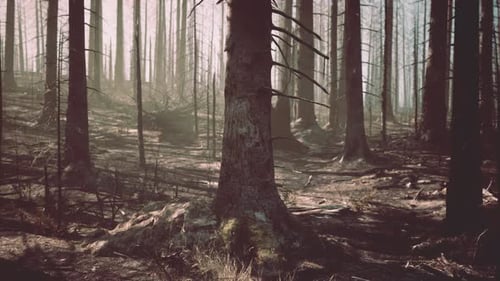 Un bosque lleno de árboles altos