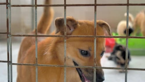 Portrait of Sad Mixed Breed Dog Behind the Fences Dog in a Shelter or an Animal Nursery Shelter for