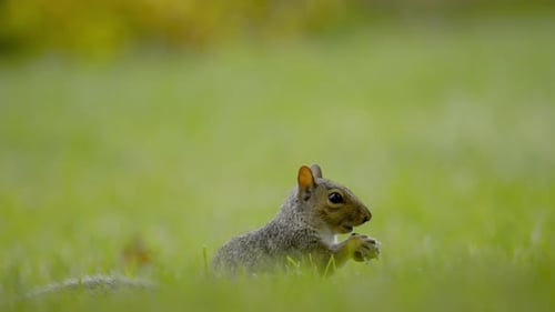 A Squirrel Eating the Nut in the Grass and Freezing for the Moment Watching the Danger