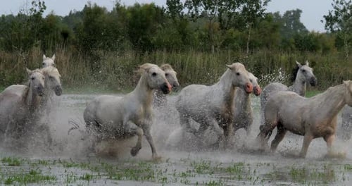 Camargue Horse, Herd trotting or galloping through Swamp, Saintes Marie de la Mer in Camargue