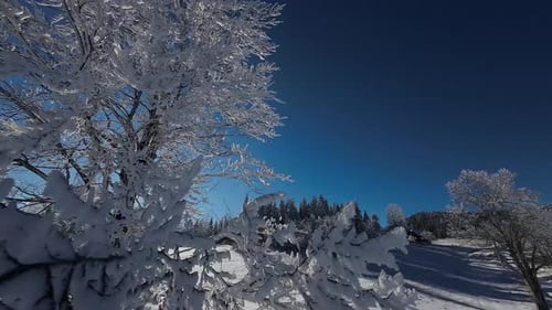 Winterwald Natur Schneebedeckte Winterbäume Alpine Landschaft Sonnenaufgang am frühen Morgen