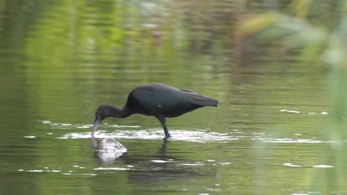 Footage Of Glossy Ibis Bird Feeding In Water