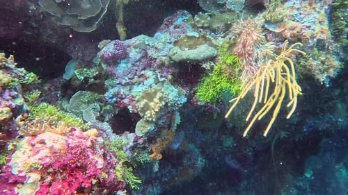 Corals and gorgonians on a tropical reef in Indonesia.