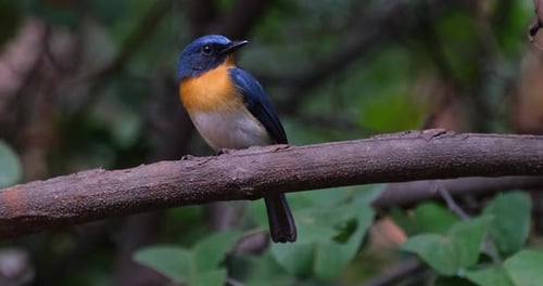 Die Kamera zoomt heraus, während der Vogel nach rechts schaut, Indochinesischer Blauer Fliegenfänger Cyornis sumatrensis