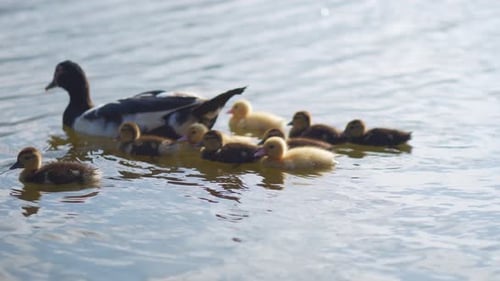 Ente mit Entenküken schwimmt im See