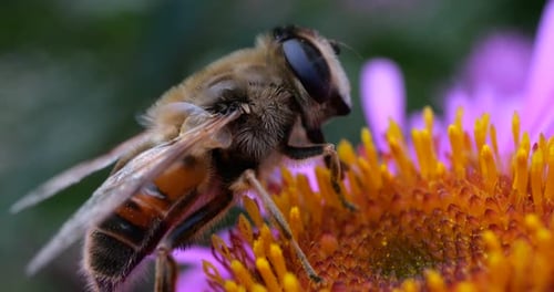 Une abeille sur un chrysanthème rose. Tournage macro estival.