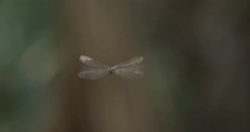 back view of hovering dragonfly as it slides away to the left