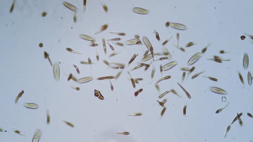 Protozoa single cell organisms in microscope bright field