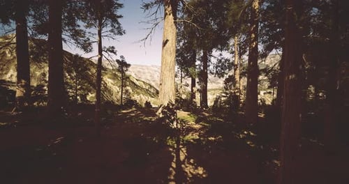 Exploring a Serene Forest Landscape Surrounded By Towering Trees