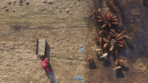 Flying Above Grazing Cows on a Farmland, Herd of Cows in Pasture Aerial View