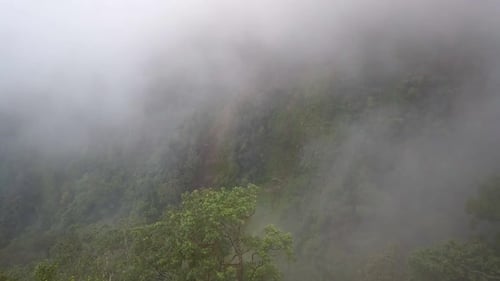 Dark, dangerous and scary foggy forest in the mountain. Mystical mysterious with mist smoke like fog