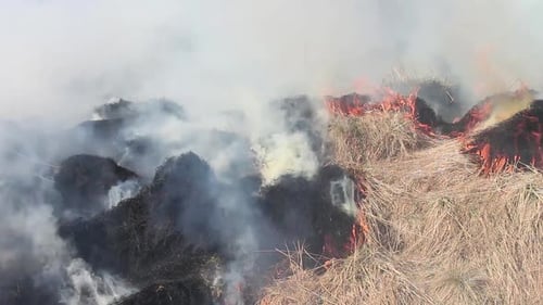 Brennendes trockenes gelbes Gras. Der Mensch kontrollierte das Feuer. Dann wird das Feld gepflügt und abgeerntet
.