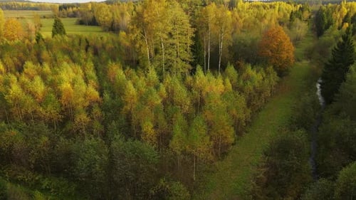 Forest view with road. Aerial view. Flight over pine tree forest in at sunset. Aerial top down view