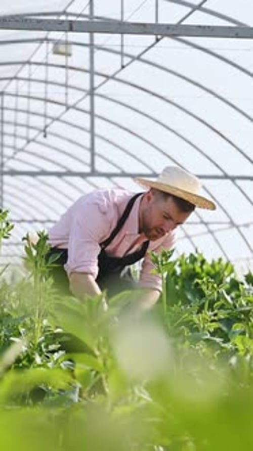 Young Adult Farmer Tending Plants in Greenhouse