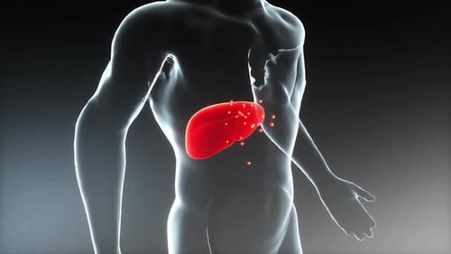 Human Internal Digestive Organ Liver with Pancreas and Gallbladder Anatomy Animation Concept.