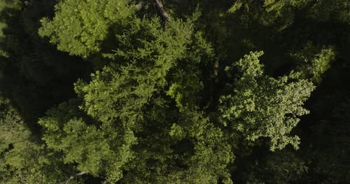 Tree Foliage Canopies In Tropical Forest In Borjomi Central Park, Georgia. Aerial Shot