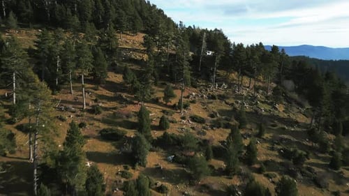 Low Drone Shot Over the Trees Low Above the Autumn Forest Mountain Background