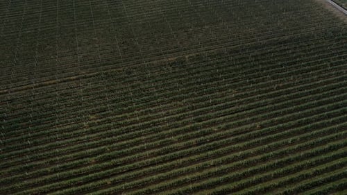 Agricultural Farmer Field with Fruit Garden of Apple Trees Planted in Smooth Row