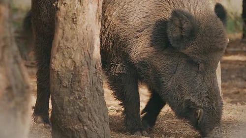 Wild Boar Or Sus Scrofa Also Known As The Wild Swine Eurasian Wild Pig Feeding In Autumn Forest