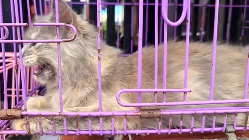 Adult cat with breed resting inside a cage is on display in a pet shop