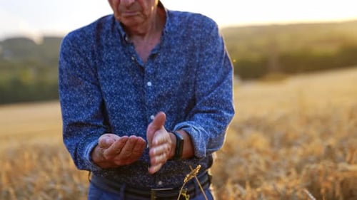 Senior Farmer Inspecting Wheat Crop at Golden Hour