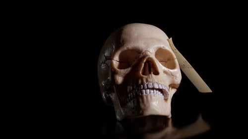 Skull with Note on Dark Reflective Surface